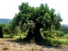 Panland Olive